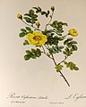 Rosa foetida Luteola