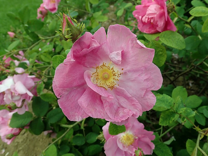 File:Rosa Erich Unmuth 2019-06-06 0624.jpg