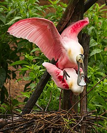 Mating Roseate spoonbills (Platalea ajaja) at Smith Oaks Sanctuary Roseate spoonbills at Smith Oaks Sanctuary, High Island, mating.jpg