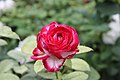 * Nomination Roses in Bauman Garden --Sunny365days 15:12, 2 August 2024 (UTC) * Promotion  Support Good quality. --Sebring12Hrs 17:00, 5 August 2024 (UTC)