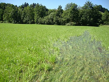 Datei:Rot_Valley_(Switzerland)_under_irrigation.jpg