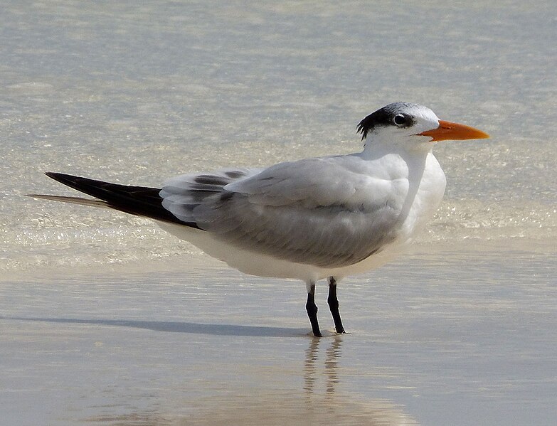 File:Royal Tern Sterna maxima - Flickr - gailhampshire.jpg