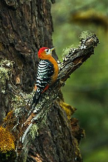 Rufous-bellied Woodpecker - Butan S4E8773.jpg
