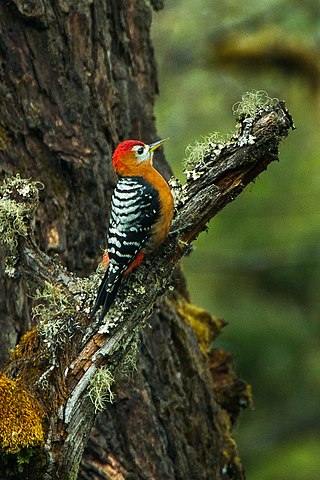 <span class="mw-page-title-main">Rufous-bellied woodpecker</span> Species of bird