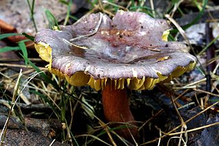 <i>Russula clelandii</i> Species of fungus