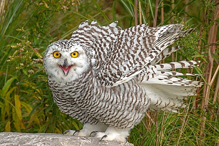 Snowy owl, juvenile, in Ontario, Canada.