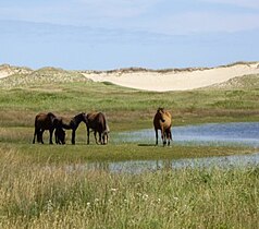 Sable Island-pony