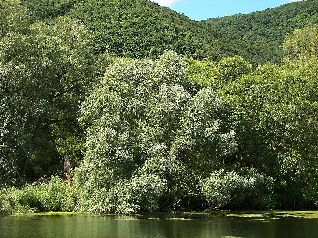 Ուռենի