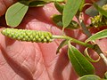 Salix amygdaloides