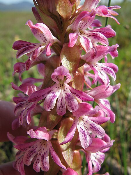 File:Satyrium erectum detail Ground orchid Pienktrewwa Near Ceres, Western Cape 0414.jpg