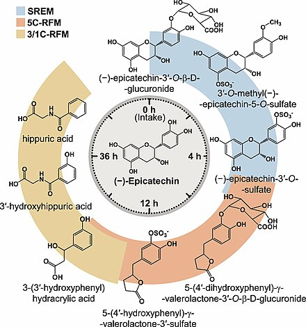 Schematic representation of (−)-epicatechin metabolism in humans as a function of time post-oral intake. SREM: structurally related (−)-epicatechin metabolites. 5C-RFM: 5-carbon ring fission metabolites. 3/1C-RFM: 3- and 1-carbon-side chain ring fission metabolites. The structures of the most abundant (−)-epicatechin metabolites present in the systemic circulation and in urine are depicted.[30]