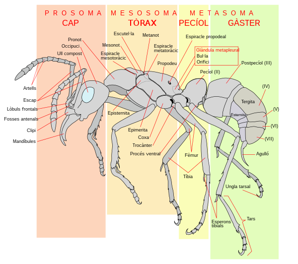 Diagrama d'una formiga obrera (Pachycondyla verenae).