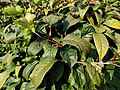 Schisandra rubriflora leaves.jpg