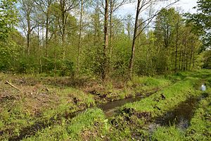 Schleswig-Holstein, Rosdorf, Landschaftschutzgebiet Waldfläche Wulfshorst NIK 6441.jpg