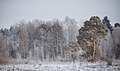 Platz 6: Baumschlumpf - Bei −16 Grad Celsius im Naturschutzgebiet Schwenninger Moos nahe Villingen-Schwenningen