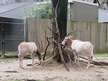 deux antilopes face à face