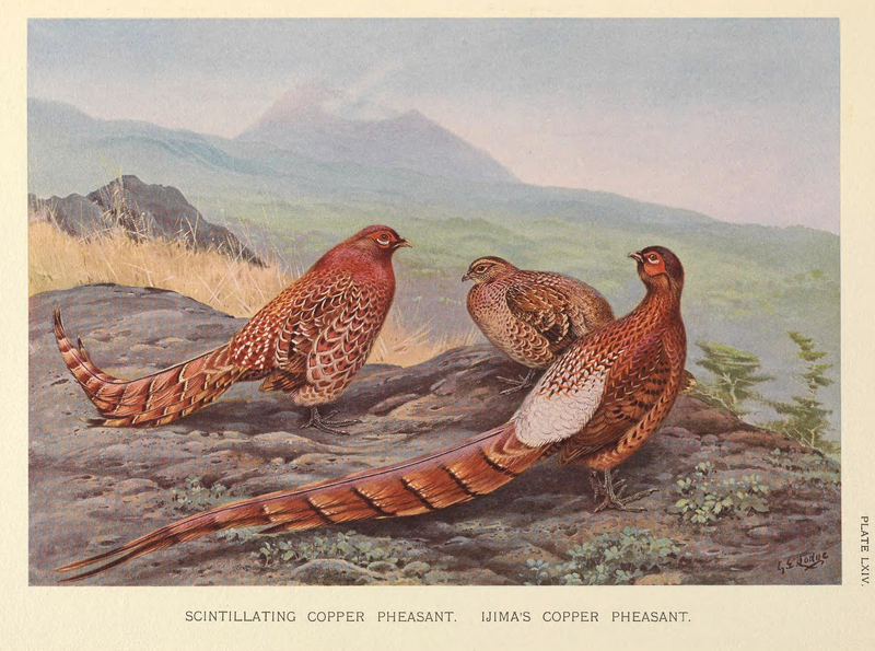 File:Scintillating and Ijima's Copper Pheasant by George Edward Lodge.png