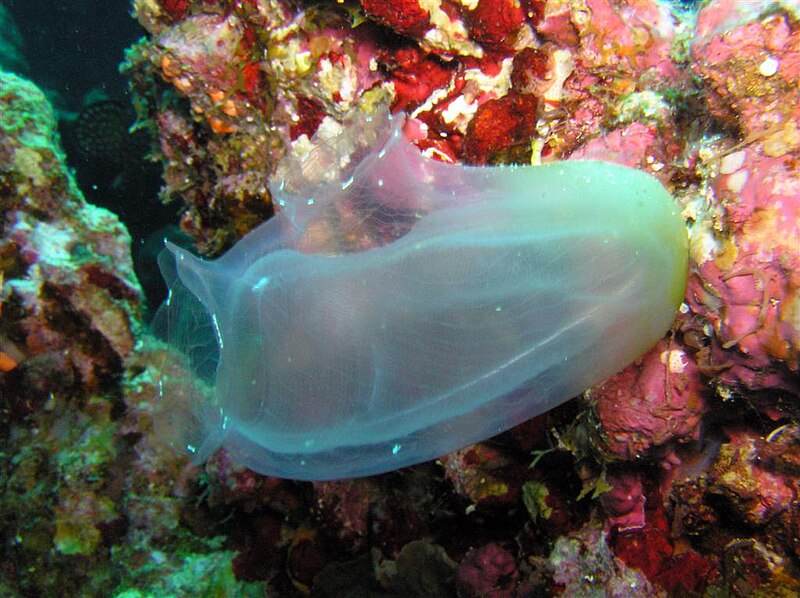 https://upload.wikimedia.org/wikipedia/commons/thumb/2/21/Sea_Squirt.jpg/800px-Sea_Squirt.jpg