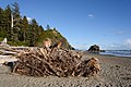 * Nomination Driftwood, Second Beach, Olympic NP. --King of Hearts 23:05, 31 August 2021 (UTC) * Promotion  Support Good quality. --Steindy 00:13, 1 September 2021 (UTC)