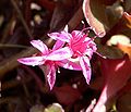 cv. 'Bronze Carpet' flowers