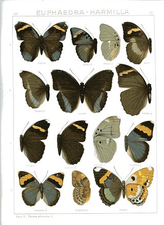 <i>Harmilla</i> Monotypic brush-footed butterfly genus