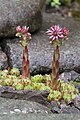 Sempervivum nevadense