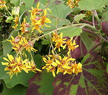 Senecio petasitis Blüte.jpg