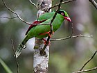 Photo of a bright green bird with red beak and feet and maroon wings, sitting on a branch