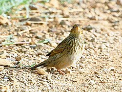 Anthus Brachyurus: Especie de ave paseriforme