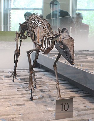 <i>Sifrhippus</i> Extinct genus of mammals