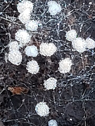 Sigmoideomycetaceae