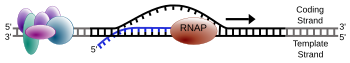 M–Z Glossary Of Cellular And Molecular Biology