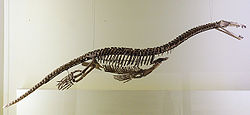 Скелет Nothosauria naturkundemuseum Berlin.jpg