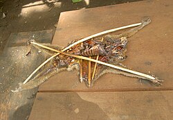 Het karkas van een langzame lori wordt opengesneden en uitgezet met stukjes bamboe