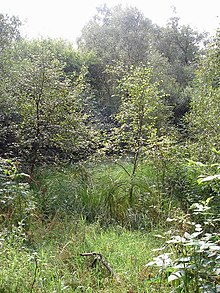 clearing in the reserve Small Clearing in the Gordon Moss - geograph.org.uk - 923321.jpg