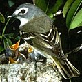 Blukapa vireo