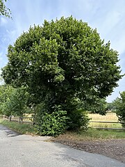 Sommerlinde südwestlich Bärnsdorf