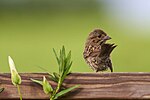 Thumbnail for File:Song Sparrow on Railing.jpg