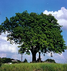 Freistehende Elsbeere bei Blankenheim im Status eines Naturdenkmals