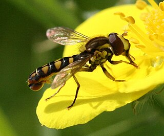 <i>Sphaerophoria rueppellii</i> Species of fly