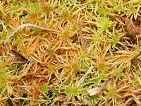 Sphagnum teres