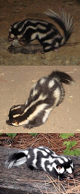 Gevlekte skunks