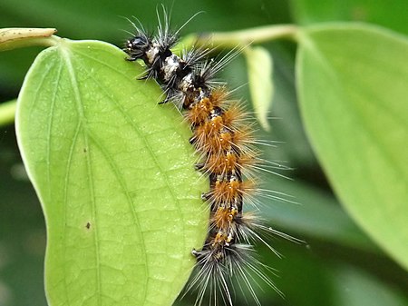 Spilosoma obliqua