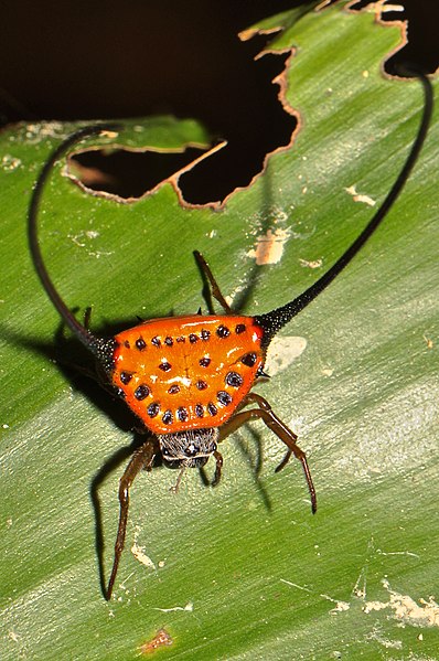 File:Spiny orb weaver Gasteracantha sp. (16828632191).jpg