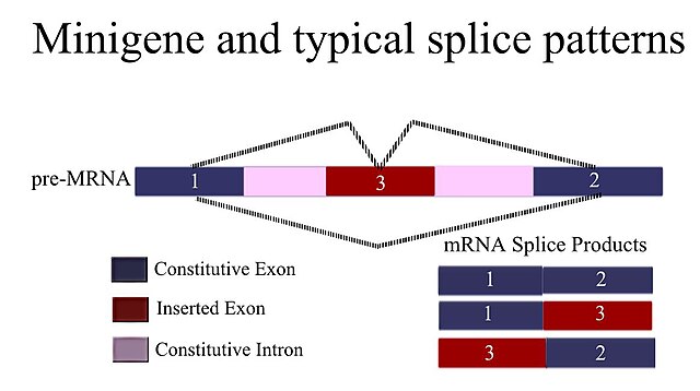 File:Cut splice with redColor.jpg - Wikimedia Commons