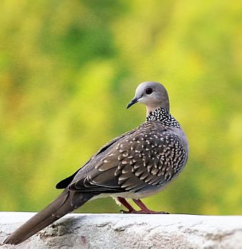 Spotted dove (SD).jpg