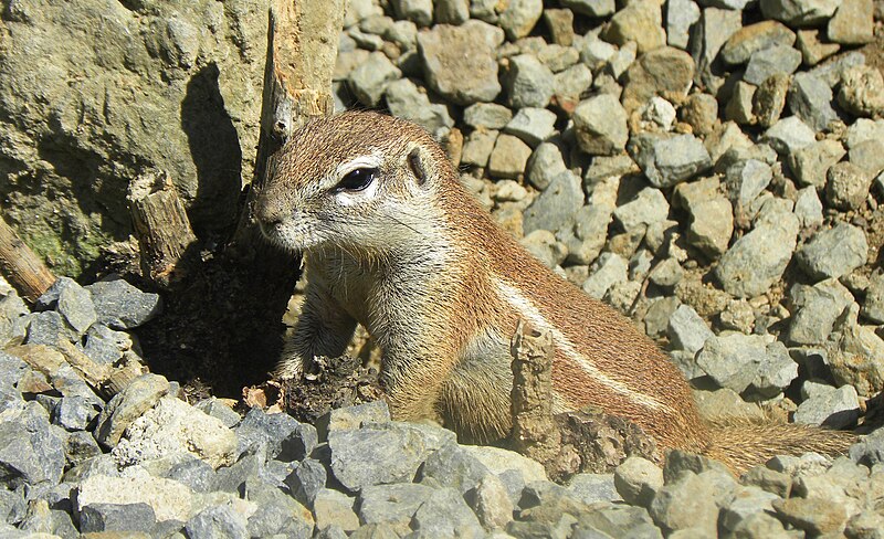 File:Squirrel, Prague Zoo.jpg