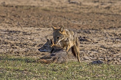 Sri Lankan jackals (Canis aureus naria) male and pregnant female 2.jpg