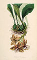 Stanhopea hernandezii (as Stanhopea devoniensis) - Sertum - Lindley pl. 
 1 (1838). 
 jpg