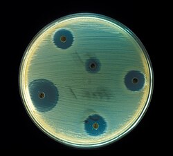 Staphylococcus aureus drug sensitivity.jpg